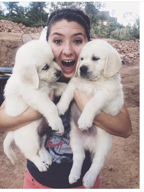 two-puppies-erin